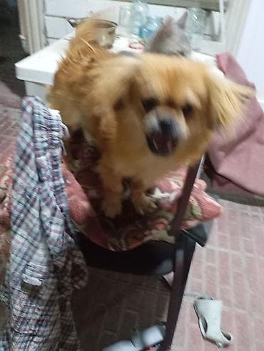 norka heyvan: Pekines, 7 ay, Erkək, Peyvəndli, Ünvandan götürmə — 2