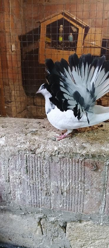 qızıl quş: Salam saglamdilar iki pavlindi qiymet ikisine aitdi biri mayadi — 6