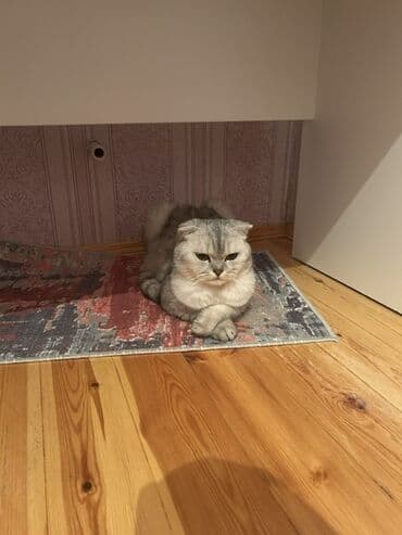 britanski pişik: Şinşilla, Dişi, Yaxşı əllərə, Ünvandan götürmə — 1