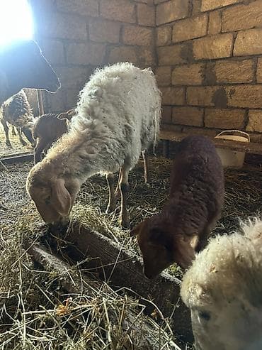 kreditle qoyun: Ana bala satilir qirmizi heyvandi kom alana endirim olunacaq — 3