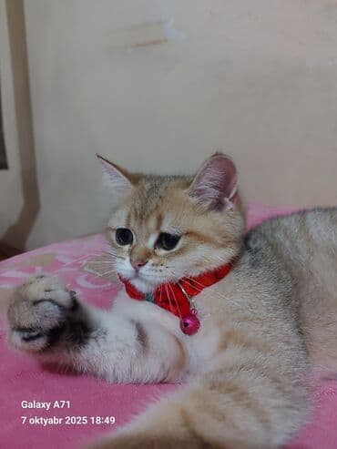 pisiye verilen adlar: Dişi, Ödənişli çatdırılma — 2