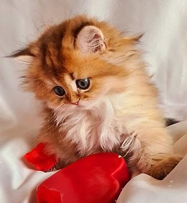 sfinks pişik: Şirin balaca pişik balaları - Cins: uzun tüklü, yumru üz quruluşlu — 5