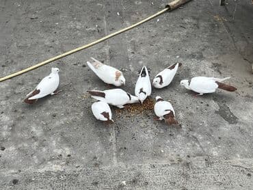 cütleşdirme: Salam 9 qus du abrez də var dəsdə də hamisi 180 m Ağ-qəhvəyi rəng — 3