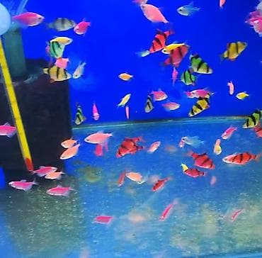 akvarium baliqlar: Danio, Sülhsevər, Ödənişli çatdırılma — 1
