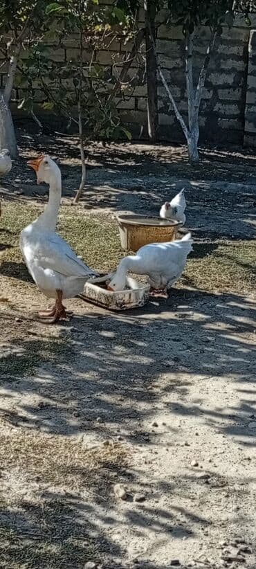 ozturkler qaz: Erkək, Damazlıq — 1