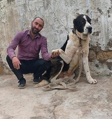 Alabay, 4 il, Erkek, Peyvəndli, Ünvandan götürmə