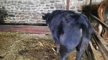 ceyran sekilleri: Qara rəngli dana / düyə Xüsusiyyətlər: - Yaş: təxminən gənc (boynunda — 4