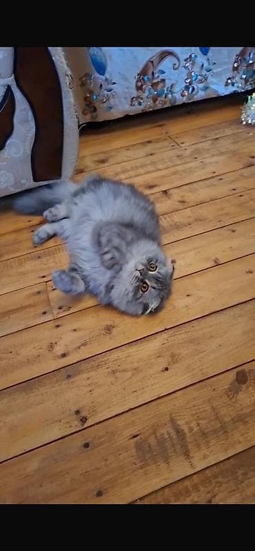 Şinşilla, Erkək, Dişi