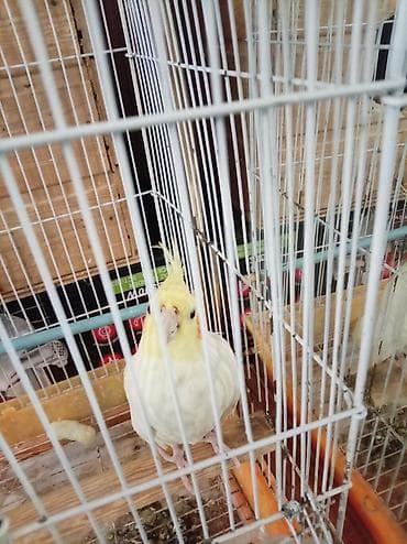 pinqvin haqqinda melumat: Yalnız vatçap 0558707271 yumurtayib 15eded - Növ: Nymph kakadu — 2