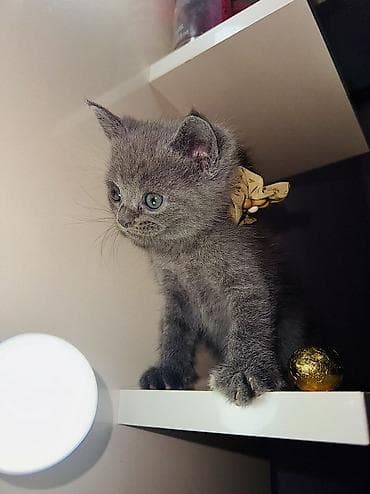 dana heyvan: Britan, Dişi — 7