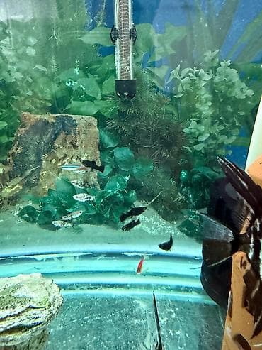 aqvarium: Malinezi orta olcu 1 manat danyo tul quyruq irili xirdali 1 manat — 10