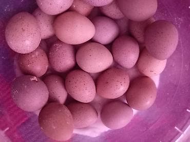 mayali yumurta satisi: Çin bildirçini yumurtası 1 manat və aylq cücələri 20 manat real — 3