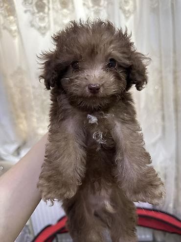 Pudel, 2 ay, Erkek, Peyvəndli, Ünvandan götürmə, Ödənişli çatdırılma lalafo.az -da Pudel, 2 ay, Erkek, Peyvəndli, Ünvandan götürmə, Ödənişli çatdırılma