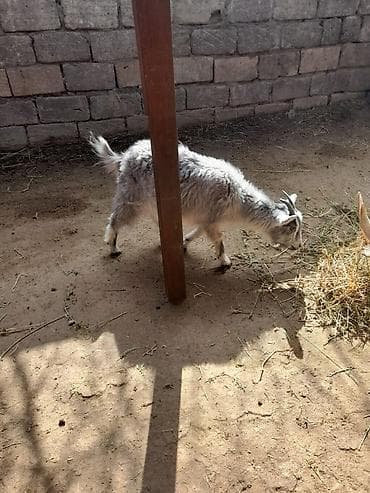 Gəmiricilər: Razilaşmaq yolu ilə dişidir — 2