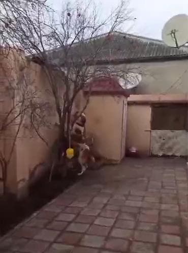 it sahiblənmək: Alabay, 1 il, Erkek, Peyvəndli, Ünvandan götürmə — 5