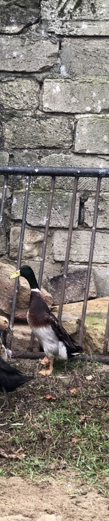 rakuşka satışı: Saxlama üçün hind toyuğu deyil – yerli ördəklər satılır. Pinqivinq — 2