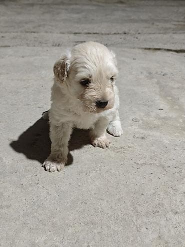 Golden retriver ( erkek) pudel (dişi) cütleşmesinden olub 1 erkek 1