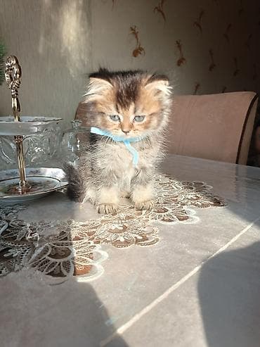 pisik cut: Britan — 2