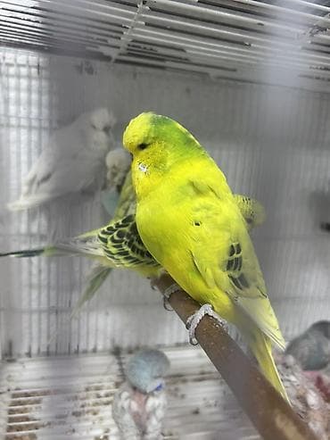 Salam.
Çex Papuqaylar satılır,içlərində hazır cütdə var — 3