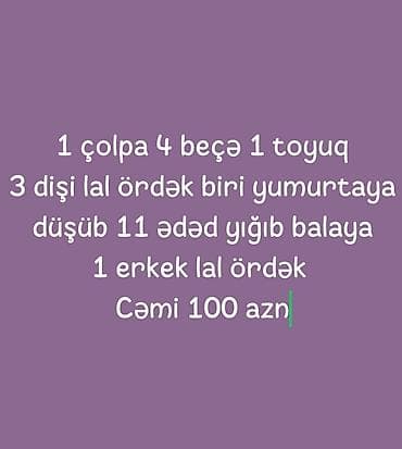 ordek satisi: Endirim olmayacaq yeteri qeder ucuza verirem Quş təsərrüfatı paketi — 1
