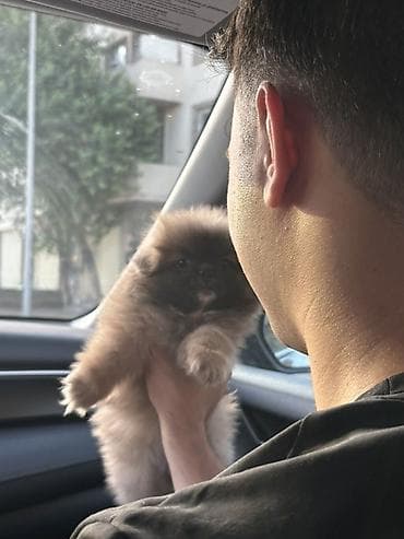 heyvan satilir: Pekines, 2 ay, Dişi — 5