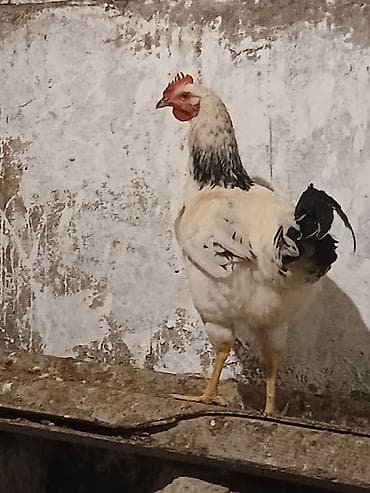 toyuq cinsleri: Salam Serebrist beçələr satılır Ünvan Kürdəxanı 2 kilo çəkiləri var 6 — 2