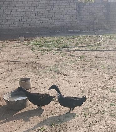 ruan ordək: Cüt kayuqa yummurtuya düşüblər . 1 ədəd lal ördək — 1