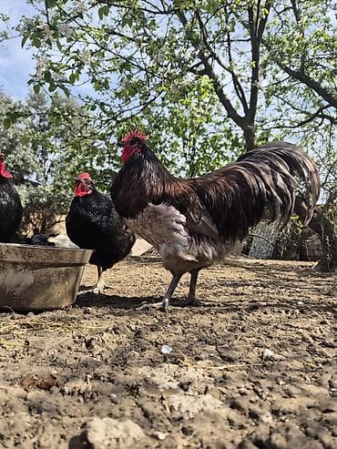 cücə və xoruz: Salam Aleykum 1 yaşi var .Ciddi şexsler narahat etsin — 3