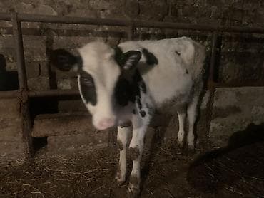 inek satislari: Salam,İnək balalarıdır– 2 baş dişi buzovdur. Bunların təzə anadan — 6