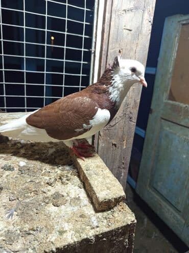 heyvanlara verilen adlar: Erkəydi — 1