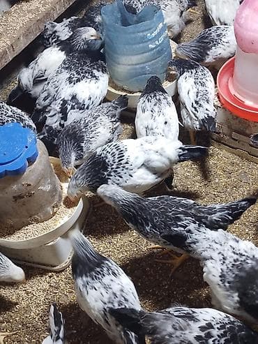 С/х животные и товары: Курица, Adler, Для мяса, Самовывоз — 1