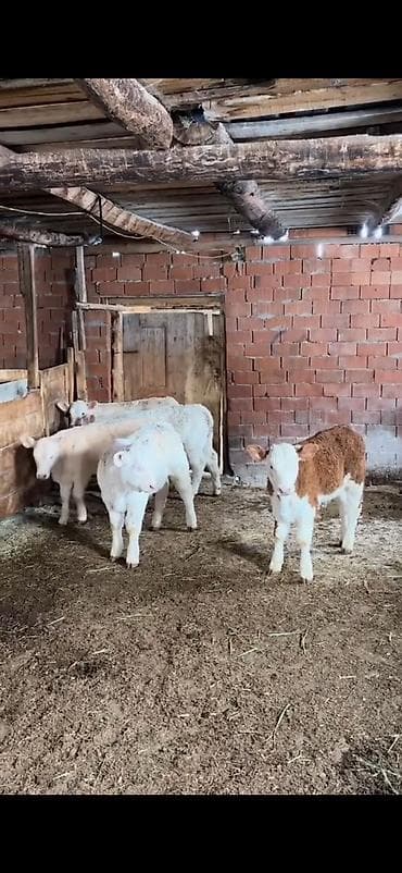 smental dana: Satış üçün dana qrupu - Növ: ətlik-besilik danalar - Say: 4 baş - — 2