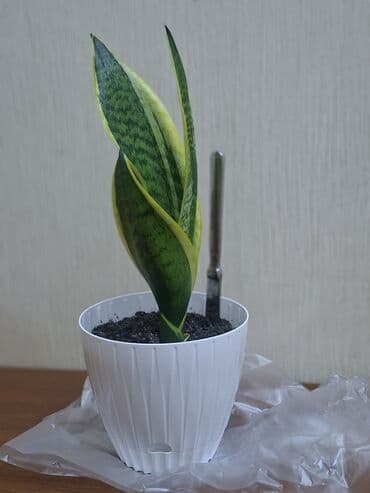 otaq yoldawi: Sansevieriya "Laurentii" Kök atmış sansevieriya (qaynana dili) — 1