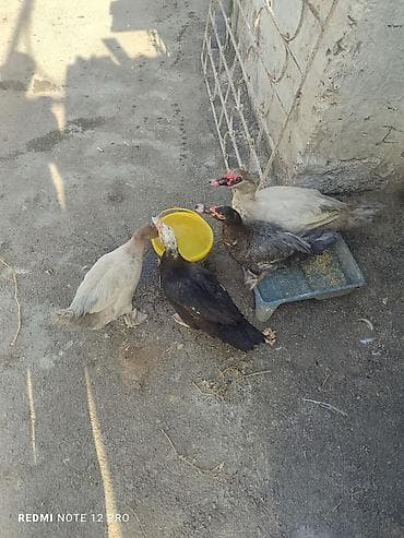 Musk ördəkləri (hind ördəyi) – 4 baş • Cins: Muscovy/hind ördəyi • — 2