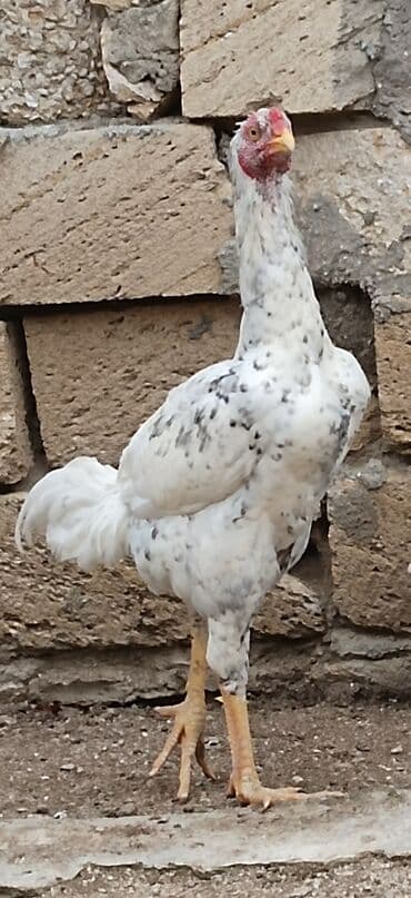 pişik su wabı: Xoruz, Heyratı, il: 1, Ünvandan götürmə — 5