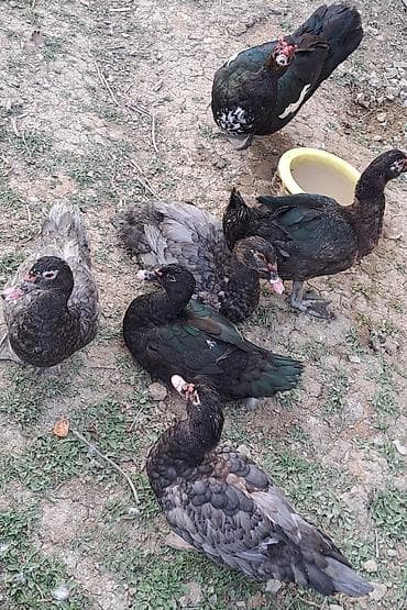 südü ineyler: Erkək, Ətlik, Pulsuz çatdırılma — 3