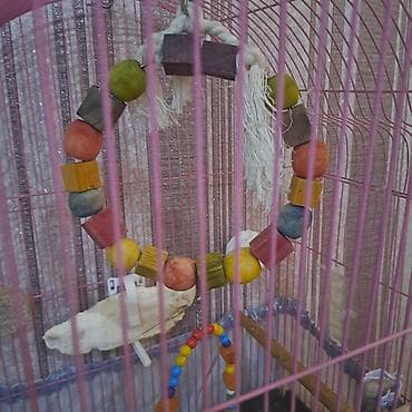 Akvarium aksessuar və ləvazimatları: Qəfəs və aksesuar dəsti – xırda ev quşları üçün - Ölçü: orta həcmli — 1