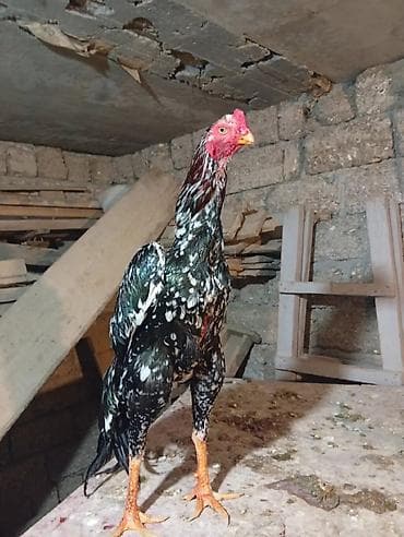 Satılır: rəngarəng naxışlı döyüş xoruzu - Cins/type: Uzunboylu — 3