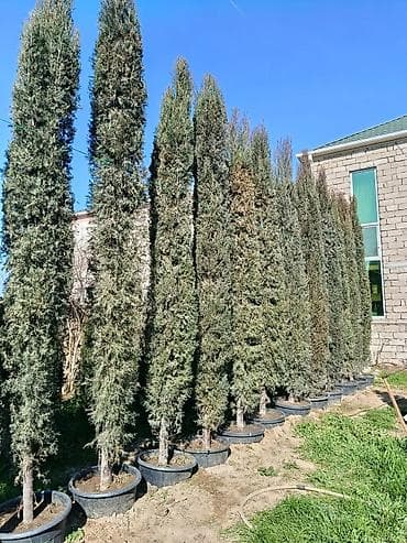 evkalipt agaci satilir: Piramidanli yolka hündürlüyü 4-5m qabdadi Rayon ağacı deyil — 1