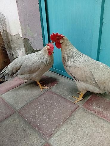 Toyuq, Damazlıq, Ünvandan götürmə