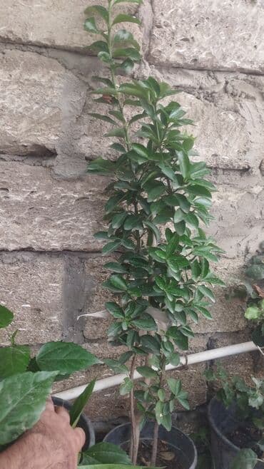 tuya ağacı nedir: 1ədəd Həmişə yaşıl bitki. Adına şimşad da deyirlər. Boyu 1 metr — 1