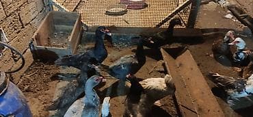 yırtıcı quş: LAL ÖRDƏK - Növ: Lal ördək, amerikan sortu (Muscovy ducks). - — 4