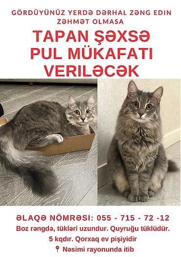 pişikler: Pişik itib. Nəsimi rayonu, Qulu Quliyev küçəsi, Pişəvəri parkı — 1