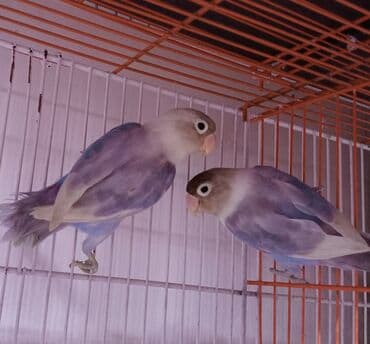 шпиц бу: Müxtəlif rənglərdə olan bu sevimli tutuquşular, evinizə sevinc və — 5