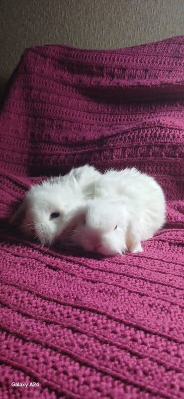 dovşanlar: Mini qulaqlı dovşan balaları - Növ: dekorativ mini/lop qulaqlı dovşan — 5