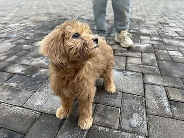 mini pincer: Malta bolonka, 2 ay, Dişi, Peyvəndli, Ödənişli çatdırılma — 2