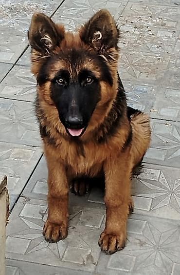 itləe: Alman çoban iti — 2