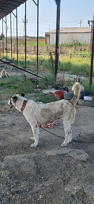 it az: Qurdbasar, 2 il, Dişi — 8