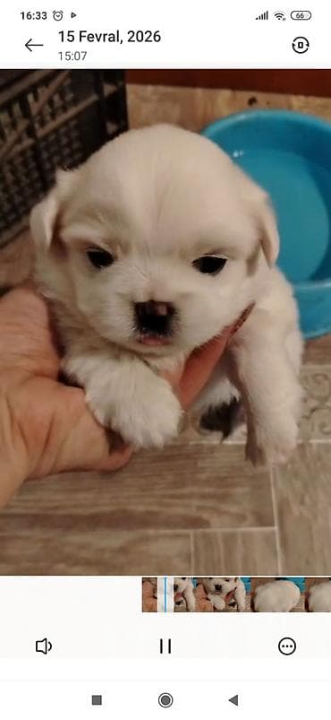 labrador itleri: Pekines, Erkek, Ödənişli çatdırılma — 1