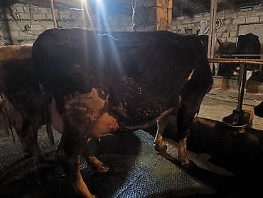 yumurta qoyan heyvanlar: Süd istiqamətli inək sürüsü - Şəkillərdə iri sağmal inəklər görünür; — 3